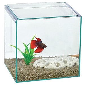 Betta Cube Square Glass Tank 16x16x16cm