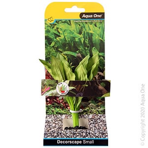 Silk Plant Amazon Broad Leaf Sm