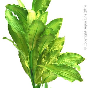Silk Plant Amazon Sword W Gravel Base L