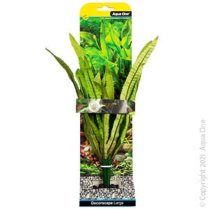 Silk Plant African Onion Plant Lg