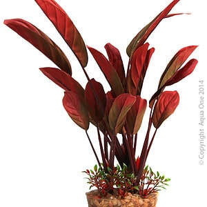 Silk Plant Red Echinodorus w Gravel Base L