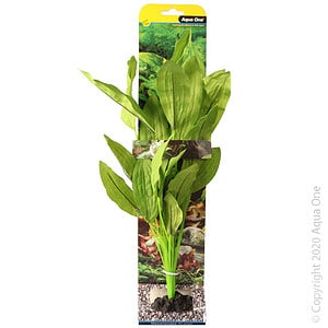 Silk Plant Amazon Broad Leaf XL