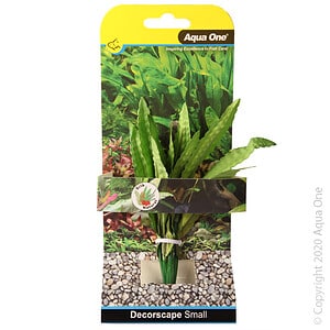 Silk Plant African Onion Plant Sm