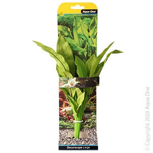 Silk Plant Amazon Broad Leaf L