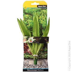 Silk Plant African Onion Plant Md