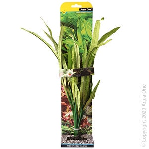 Silk Plant African Onion Plant XL