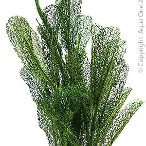 Silk Plant Madagascar Lace W Gravel Base L