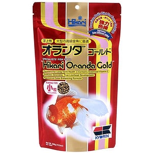 Oranda Gold Mini