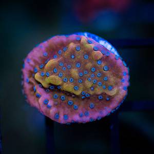 Phoenix Montipora Danae