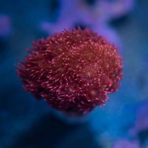 Red Gonipora