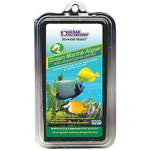 GREEN MARINE ALGAE
