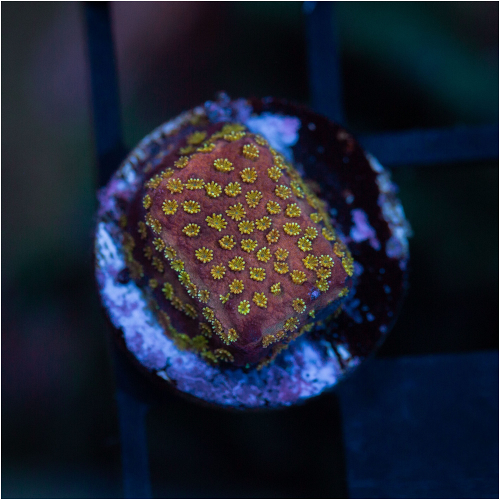 Yellow Polyp Red Montipora