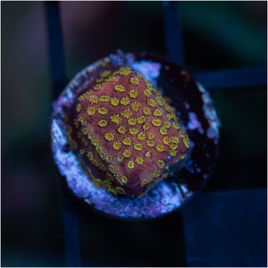 Yellow Polyp Red Montipora