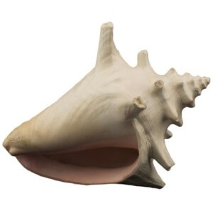Bioscape Milk Conch Shell 15cm