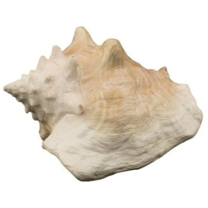 Bioscape Queen Conch Shell 22 cm