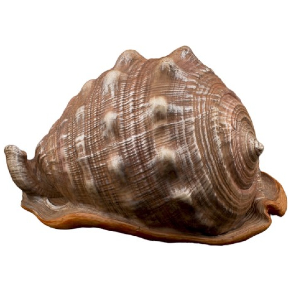 Bioscape King Helmut Shell 16 cm