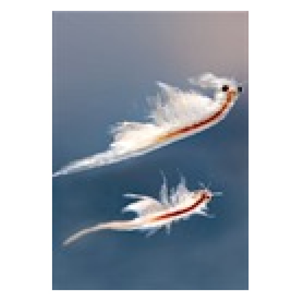 Frozen Artemia Brine Shrimp Flat 454g - Image 2