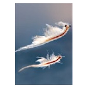 Frozen Artemia Brine Shrimp Flat 454g