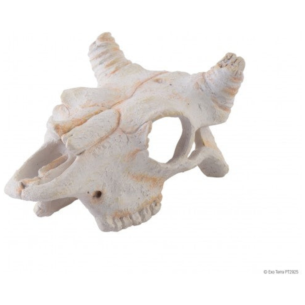 Exo Terra Buffalo Skull - Small
