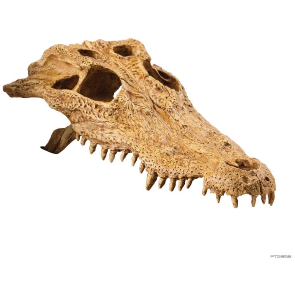 Exo Terra Crocodile Skull - Medium - Image 2