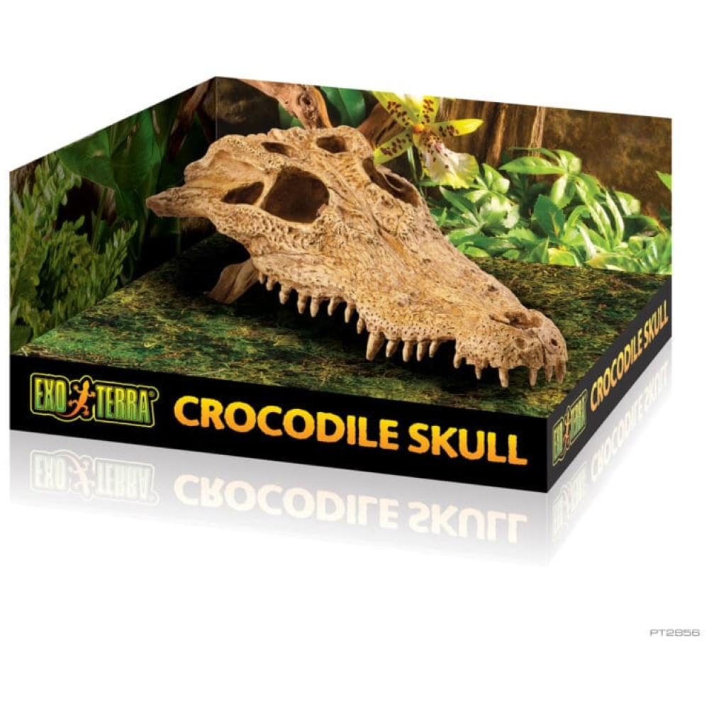 Exo Terra Crocodile Skull - Medium