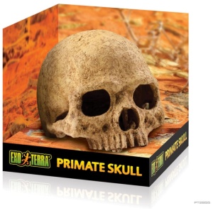 Exo Terra Primate Skull – Large