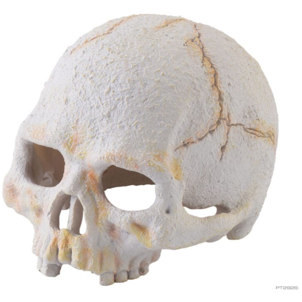 Exo Terra Primate Skull - Small