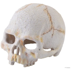 Exo Terra Primate Skull – Small