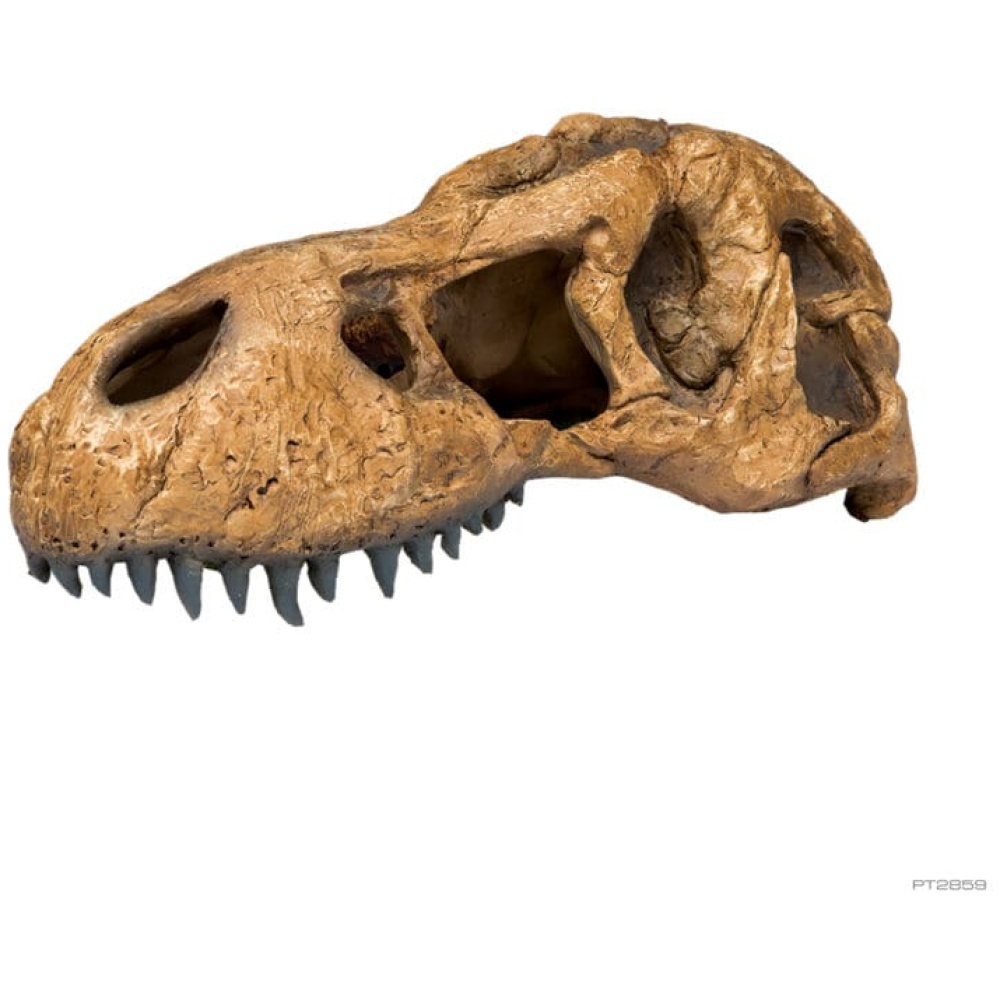 Exo Terra T Rex Skull - Image 2