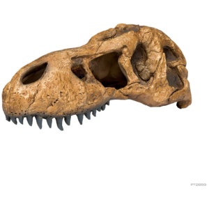 Exo Terra T Rex Skull