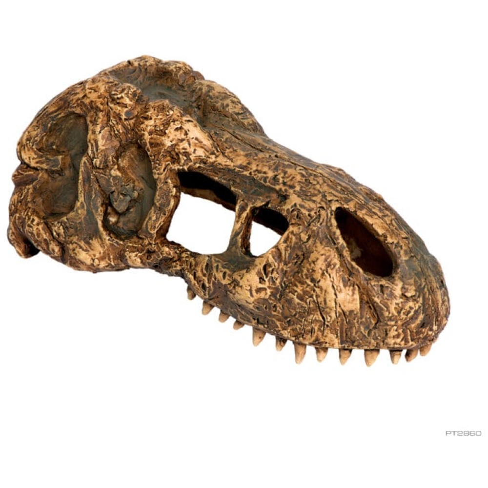 Exo Terra T Rex Skull - Small