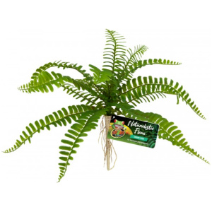 Zoo Med Sword Fern