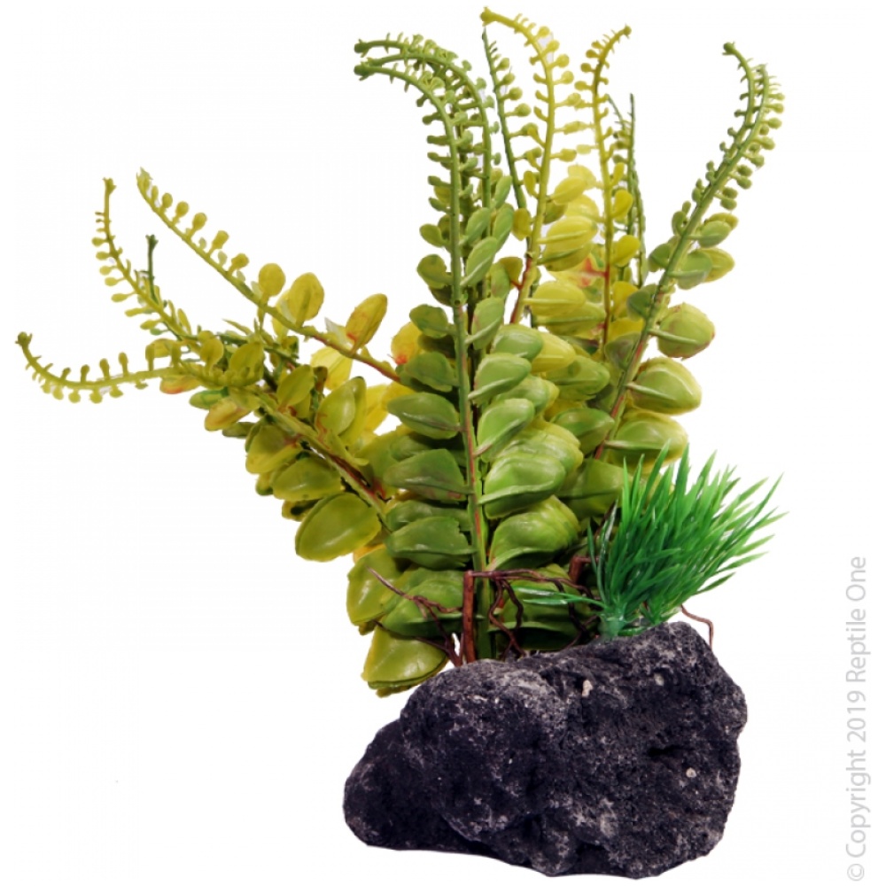 Reptile One Fern With Pumice Base 14x10x17cm
