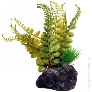 Reptile One Fern With Pumice Base 14x10x17cm