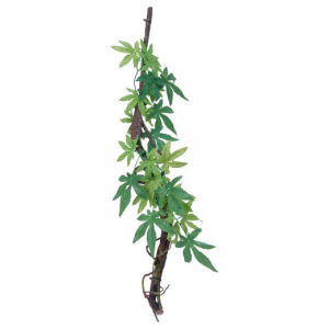 Eco Tech Vine With Albuliton Growth