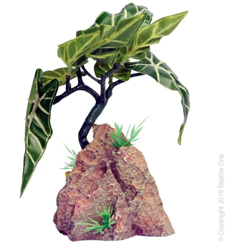 Reptile One Alocasia With Resin Base 12X13X20Cm