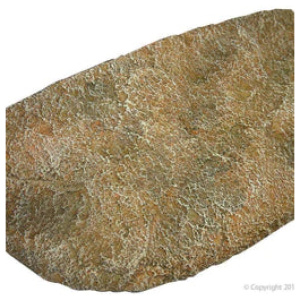 Reptile One Dyno Rock Climbing Ledge – Small 24.5X13X6Cm