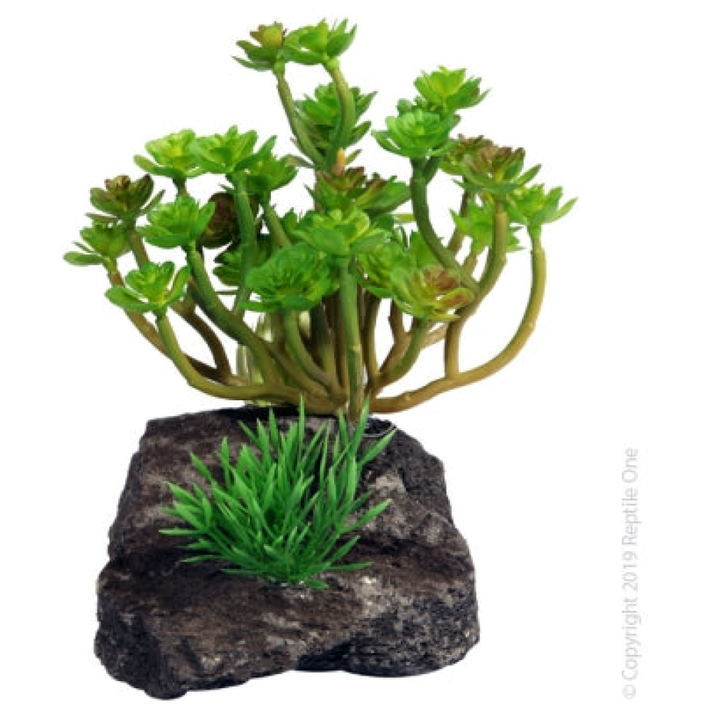 Reptile One Echeveria Garden With Pumice Base 11.5X11.5X14Cm