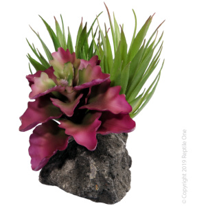 Reptile One Tillandsia Garden With Pumice Base 16X14X11Cm