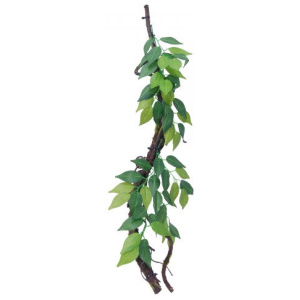 Eco Tech Vine With Ficus Growth