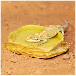 Habistat Sandstone Feeding Dish – Medium