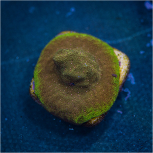 Mandarin Psammocora